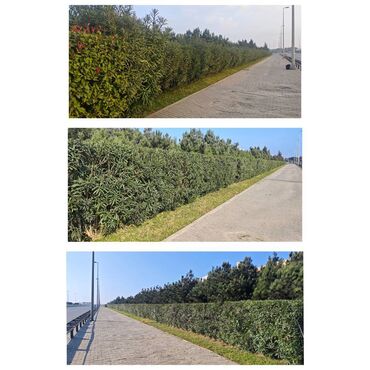 Ağaclar: Dejarativ 🌲 larin budanmasi həmsə yasil vitkilərin budanmasi kim — 4
