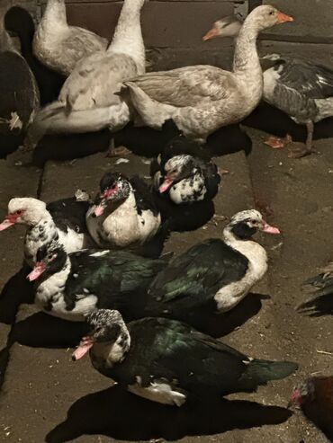 Птицы: Утки 650 сом 
Гуси 2000 сом — 9