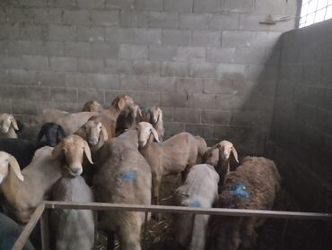 стрижки овец: Сатам | Козу | Арашан | Союуга, Көбөйтүү үчүн