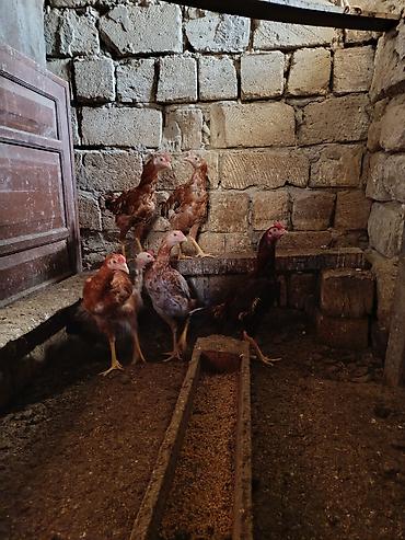 Toyuqlar: Toyuq, Yumurtalıq -da lalafo.az — 7 Toyuqlar: Toyuq, Yumurtalıq — 7