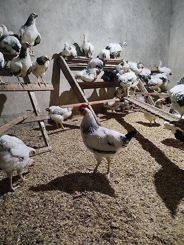 etlik cuceler: 5 aylıq xoruzlar var ancaq xoruzlar satişda di çox götüren olsa — 1