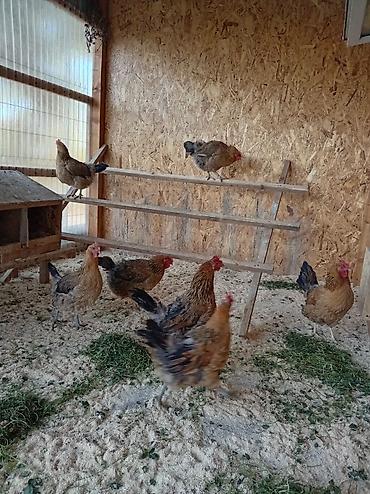 бойцовые куры: Продаю | Куры | Для разведения — 2