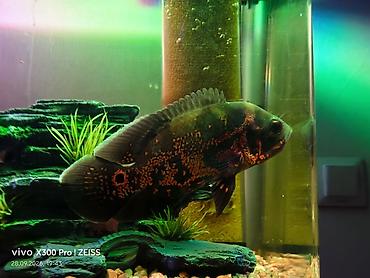 В наличии 2 рыбки Астронотус (Oscar, Astronotus ocellatus) — крупная