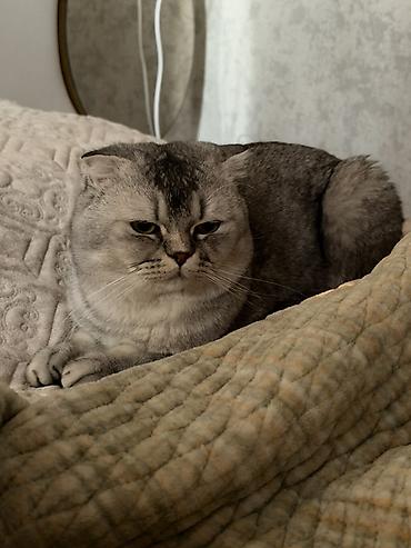 шотландская коричневая кошка: Шотландская вислоухая кошка, окрас серебристый (шиншилла/серебристый — 2