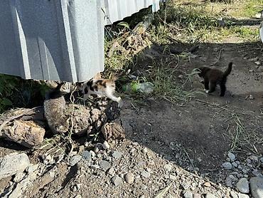 Отдам даром кошку: У КОГО ЕСТЬ ВОЗМОЖНОСТЬ, заберите троих котят пожалуйста. они живут на — 3