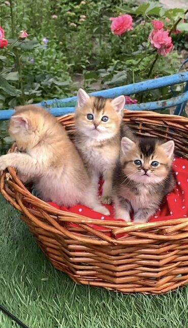 Продажа кошек: Скотиш Страйт (Шотландская прямоухая), 1 месяц, Девочка, Золотая шиншилла, С документами