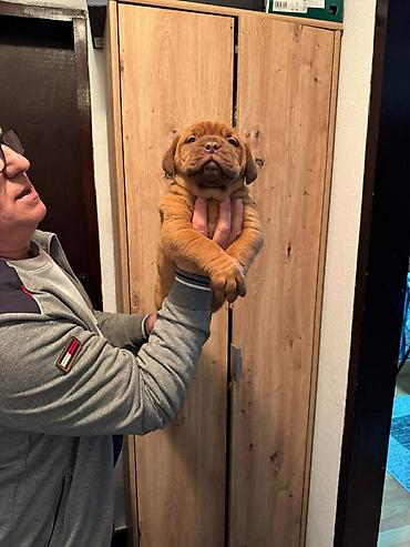 Psi: Na prodaju štenci bordoške doge. Štenci su vrlo kvalitetni i zdravi — 10