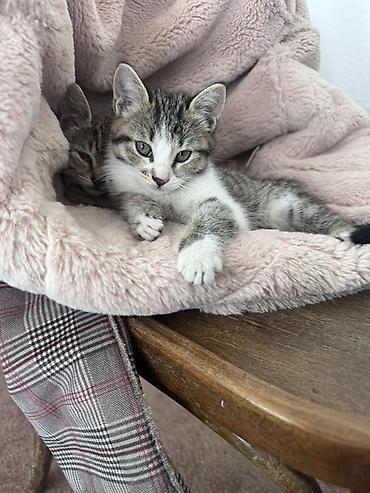 Кошки: Котята, отдам в хорошие и золотые руки😉 Описание: - Милые полосатые и — 1
