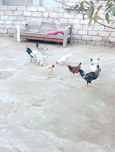 cucelerin satisi: Məişət təsərrüfatı üçün toyuqlar - Şəkillərdə müxtəlif rəngli kənd — 3