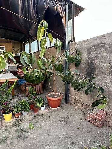 Крупное комнатное растение в горшке — фикус (вероятно, Ficus at lalafo.kg Крупное комнатное растение в горшке — фикус (вероятно, Ficus