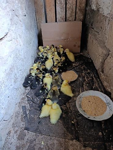 ordək balası və cucə: 4gunluk balalardi qiymət sondu inkubator deyil balalar saglam dilar — 1