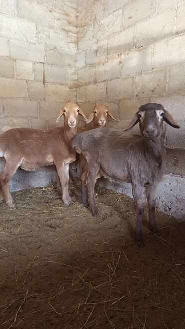 маленькие барашки: Сатам | Кочкор (эркек) | Аргын