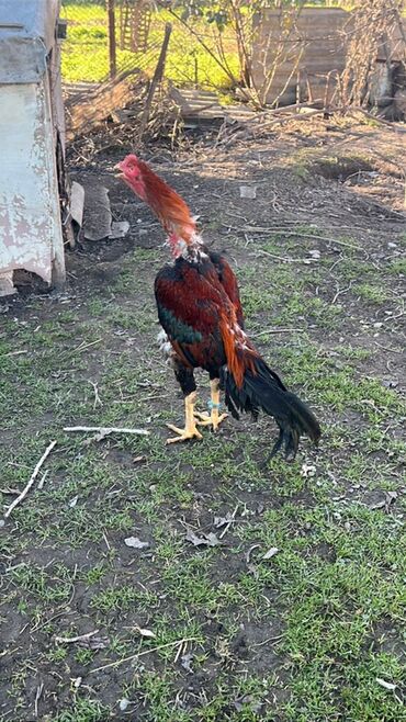 Xoruzlar: Heyratı xoruz satılır 1 il 3 aylıq. Cins: Uzunboyun, sərt bədən — 4