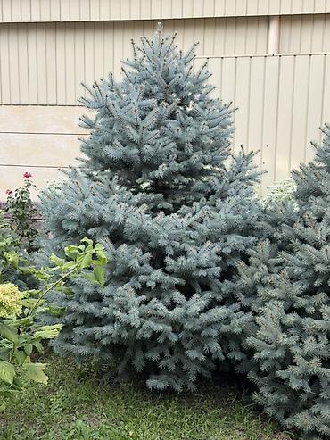 фиалки химеры: Ель колючая голубая (Picea pungens ‘Glauca’) — декоративные хвойные — 3