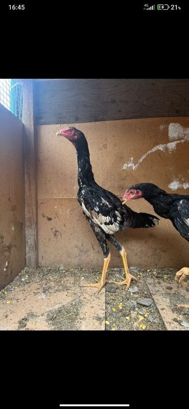 продаю музоо торпок корова самка бык самец айрширская ангус алатауская на забой для разведения на откорм племенные нетель привязанные: Сатам | Короздор | Тебиштирүүчү | Көбөйтүү үчүн