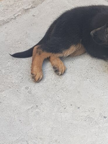 Собаки: Продаётся немецкая овчарка, 1,5 месяца, девочка