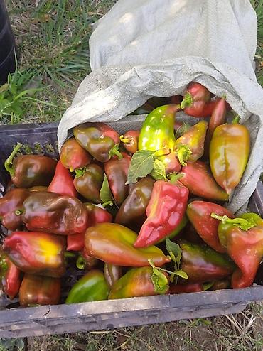скупка кур: Перец Сладкий — 1