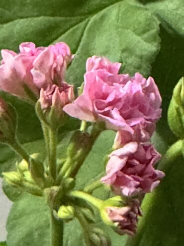 Герани и пеларгонии: Герань в горшке, цветущая ! Красивый розовый оттенок, листья красивые! — 10