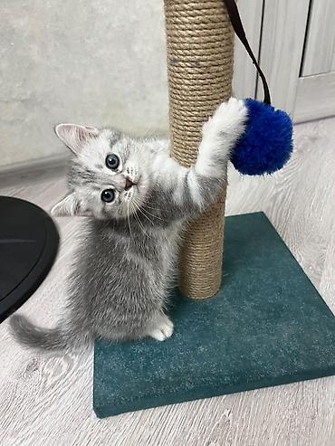 scottish straight: Skottish Fold/Skottish Straight balaları - Cins: Scottish Fold — 9