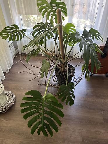 цветы фикус: Монстера деликатесная (Monstera deliciosa) — крупное взрослое — 2
