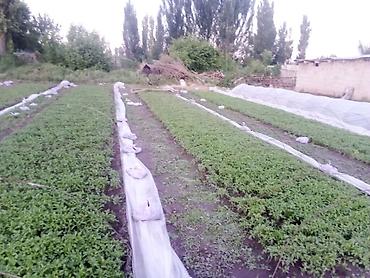 Другие овощные культуры: Продаю рассада помидора новичок стаканчик китайский гибрит и риогранд — 2