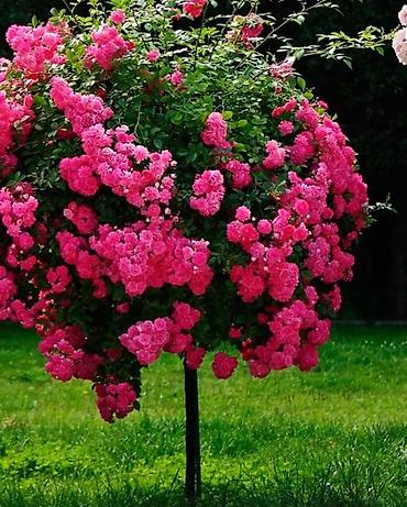 Роза: Продаю Розы ОПТОМ!!! На продажу есть розы в большом количестве разных — 7