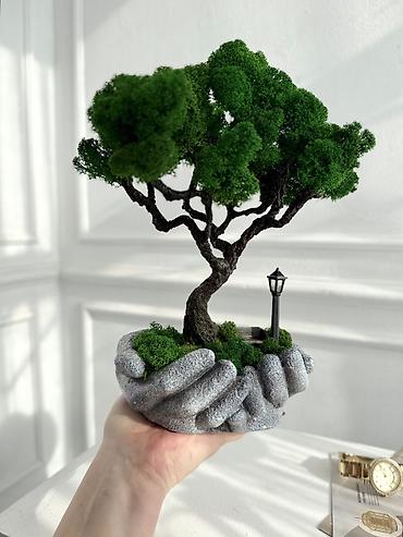 Декоративные цветы: В переводе с японского Бонсай означает «дерево, выращенное в блюде» — 66