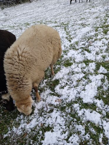 Qoyunlar, qoçlar: Dişi, il: 2, 80 kq, Damazlıq — 5