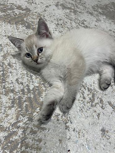 Pişiklər: Yaxşı əllərə — 4