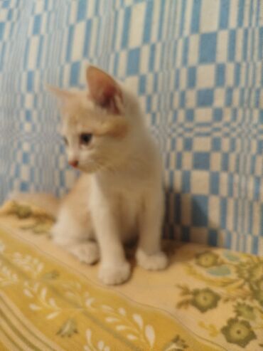 показы 1 354 72 договорная кошка даром британская короткошёрстная 1 год мальчик метис 2 позвонить написать: Беспородная, 2 месяца, Мальчик, Биколор, Приучена к лотку