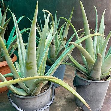bitki toxumlarinin satisi: Aloe vera Barbadensis növü 4 illik dibçəklər endirimli qiymətlə həm — 3