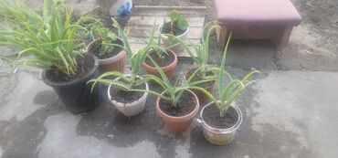 насосы водяные: Алоэ (вероятно, Aloe vera) в отдельных горшках. Описание: - Несколько