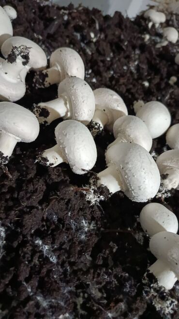 купить свежую капусту: Грибы Шампиньоны