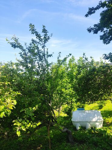 Bağ evlərinin satışı: İsmayıllı, 80 kv. m, 2 otaqlı, Hovuzsuz, Telefon, İnternet, İşıq -da lalafo.az — 7 Bağ evlərinin satışı: İsmayıllı, 80 kv. m, 2 otaqlı, Hovuzsuz, Telefon, İnternet, İşıq — 7