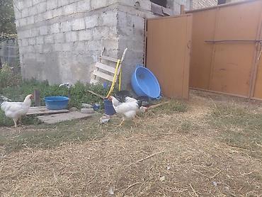 Продам с/х животных: Продаю | Куры | Для разведения — 1