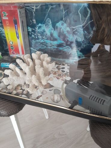 Akvariumlar: Hərşeyi var. qızdırıcı . filter . qraduz . və.s. hündürü 26sm. eni — 8