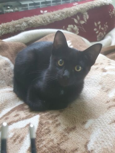 голубая вислоухая кошка: Очаровательный чёрный котёнок с янтарными глазами. Мальчик Антон. -