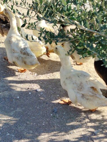 Digər quşlar: Sadəcə ağlar ördəkkər satılır 6 aylıqdır — 8