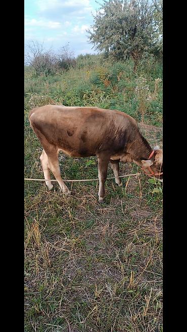 Коровы, быки: Продаю | Бык (самец) | На откорм — 5