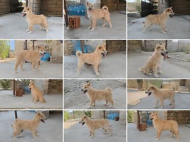 qurd basar iti: Akita-inu, Peyvəndli — 5