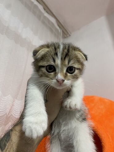 шотландская прямоухая: Шотландский вислоухий котёнок (Scottish Fold) 🚩 🚩🚩🚩 - Окрас: табби