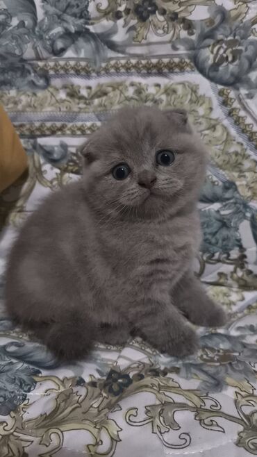 Pişiklər: Şotland yastı qulaq, Erkək, Dişi, Yaxşı əllərə, Ünvandan götürmə, Pulsuz çatdırılma, Ödənişli çatdırılma — 6