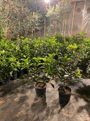 Ağaclar: Dekorativ çöl bitkilərinin satışı və Sifarişlə yetişdirilməsi.Satış -da lalafo.az — 25 Ağaclar: Dekorativ çöl bitkilərinin satışı və Sifarişlə yetişdirilməsi.Satış — 25