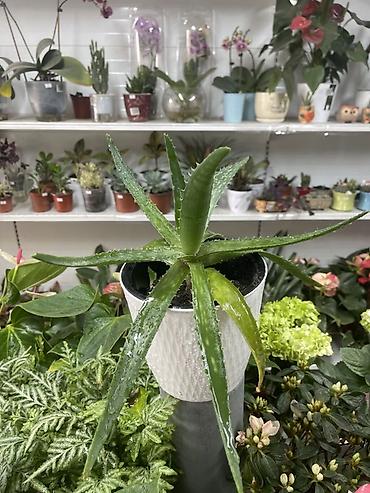 алоэ вера: Алоэ (Aloe vera) в горшке - Вид: суккулент с мясистыми мечевидными — 1