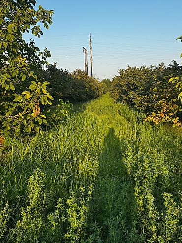 yeni əmlak az: 237 sot, Kənd təsərrüfatı, Mülkiyyətçi, Kupça (Çıxarış) — 10