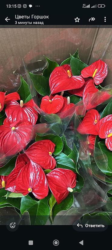 антуриум купить: Антуриум (Anthurium andreanum) в горшке. - Декоративно-цветущее — 3