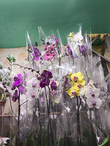 Другие товары для дома и сада: ОРХИДЕЯ ОРХИДЕЯ и ОРХИДЕЯ самое красивое и постоянно цветущий — 20