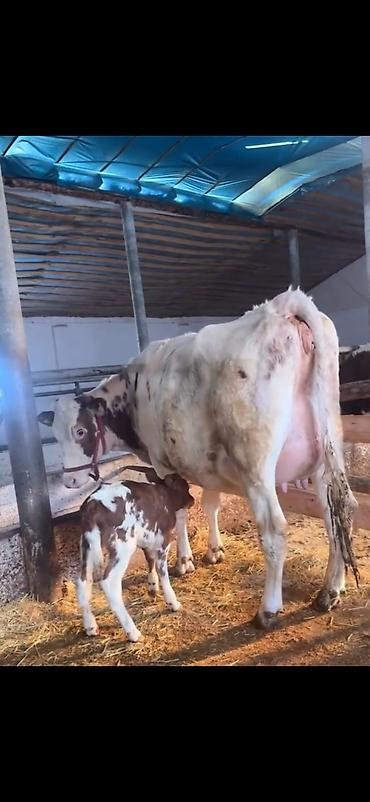 Inəklər, öküzlər: Südlük inək və buzov - Cins: alaca (şəkillərdə qırmızı-alaca rəngli) — 1