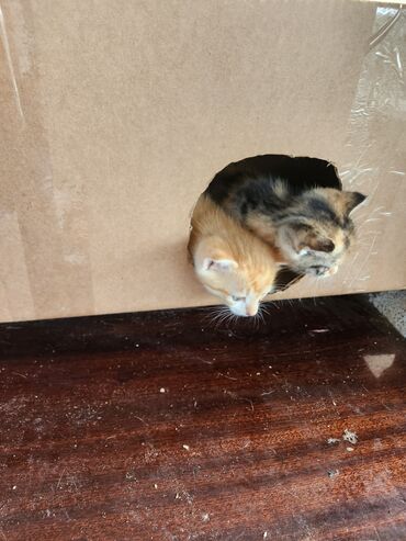 Pişiklər: Erkək, Yaxşı əllərə — 10