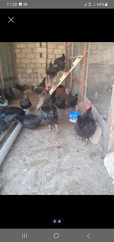 ucuz toyuq: Toyuq, Australorp, Damazlıq — 4
